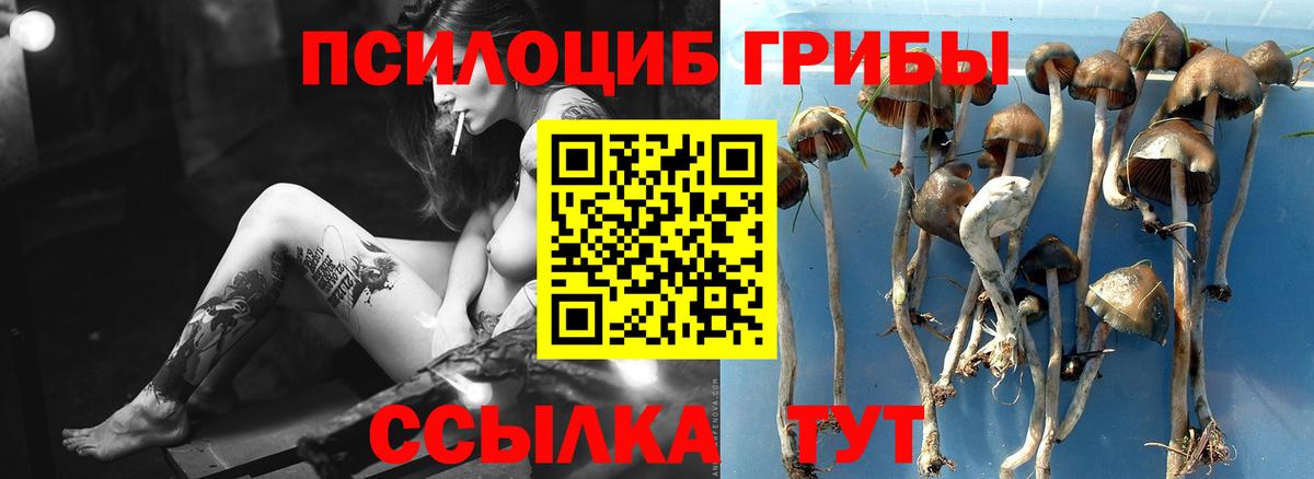 где купить наркотик  Вход с VPN  Новоалександровск  Галлюциногенные грибы Cubensis 